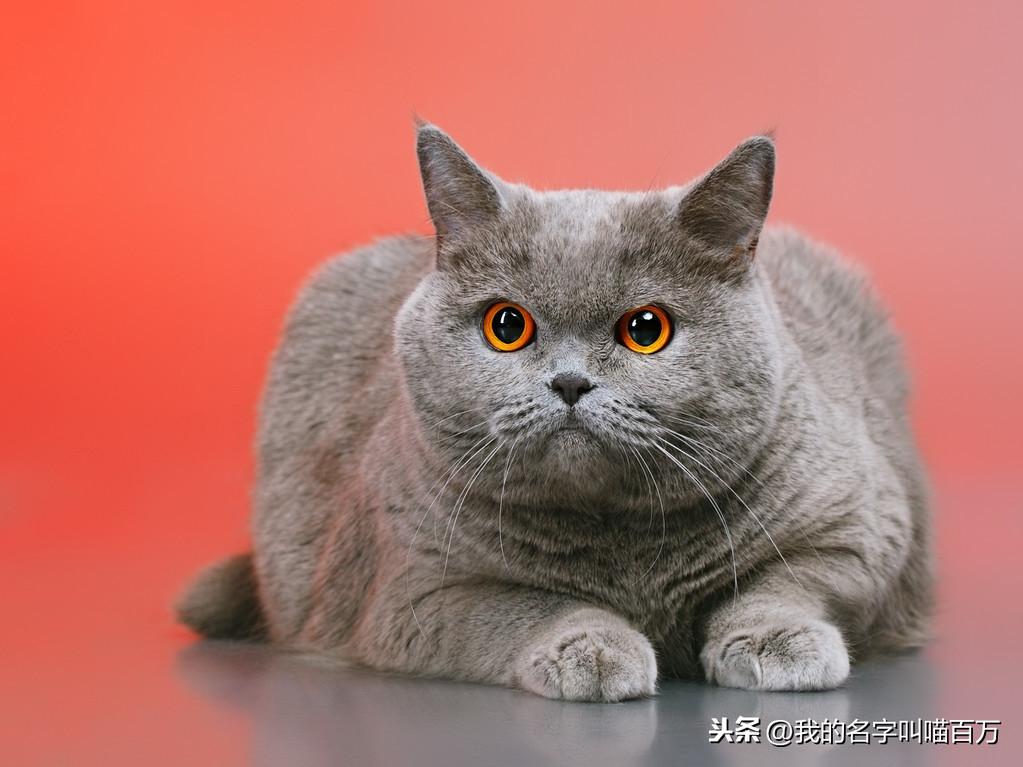 宠物猫的品种及价格排行