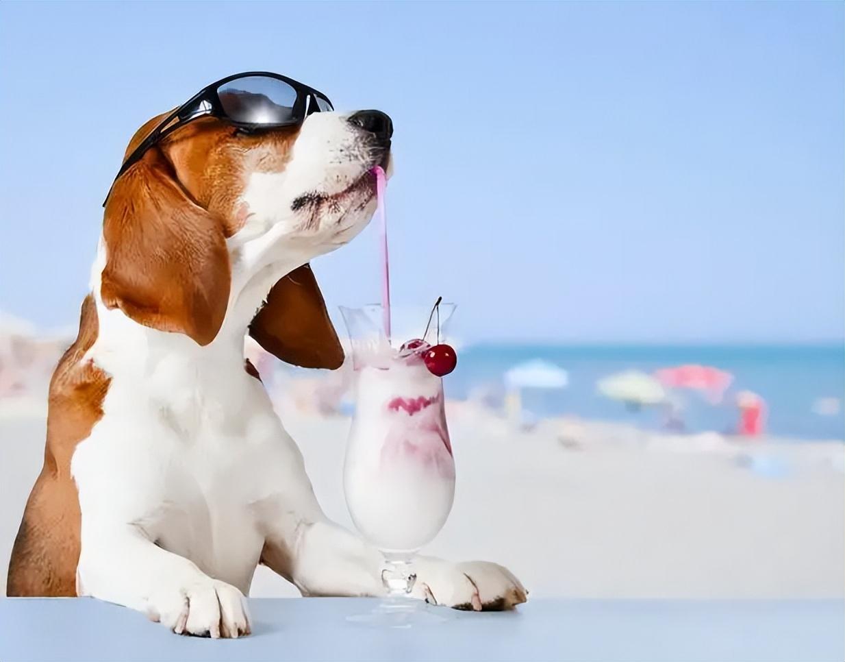 夏天比熊晚上睡觉会冷吗