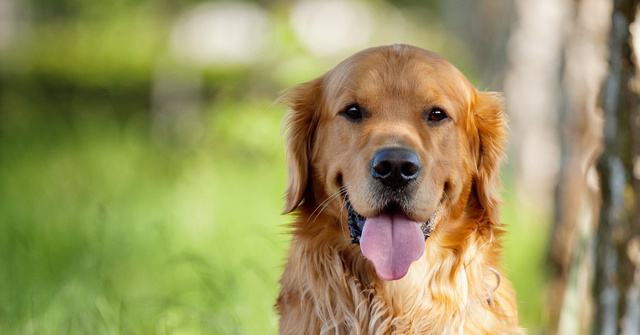 狗生完小狗不吃东西怎么办