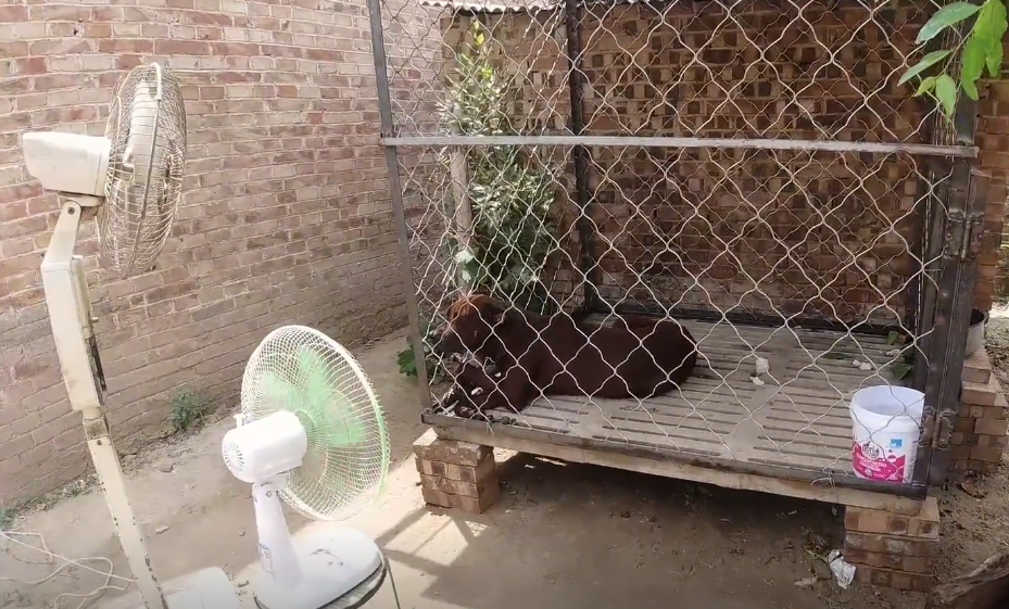 正宗红狼犬图片