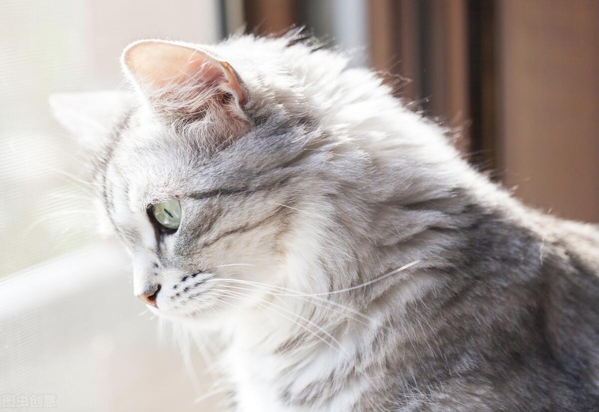 宠物托运的流程是什么