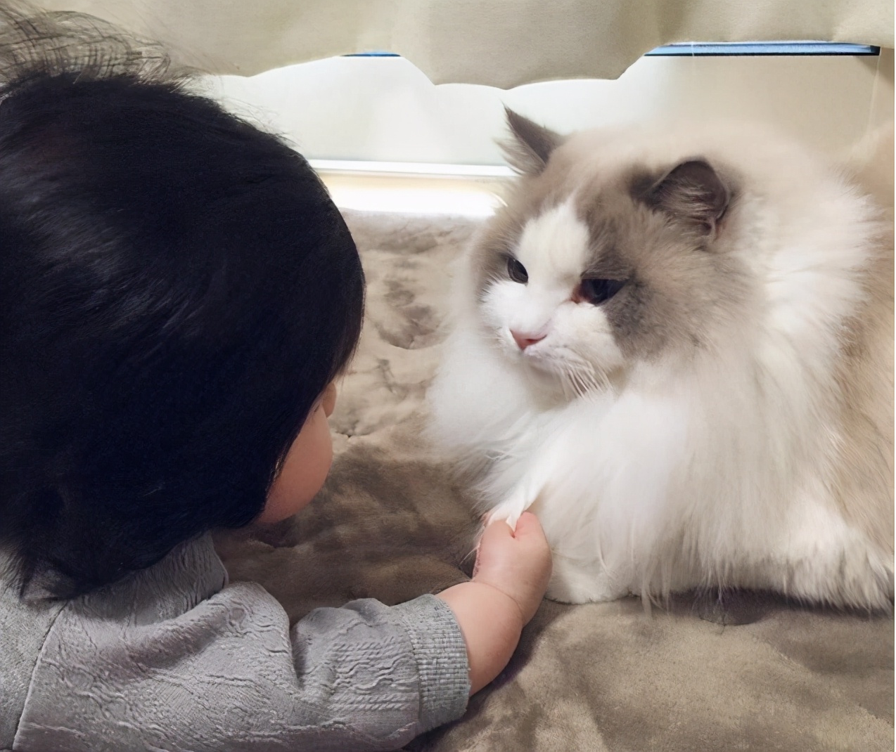 什么宠物猫适合小孩子养