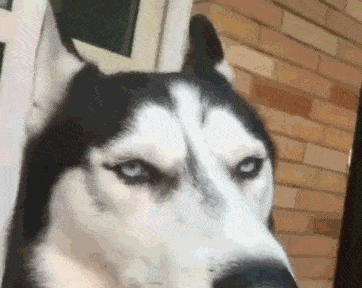 哈士奇狗好不好养