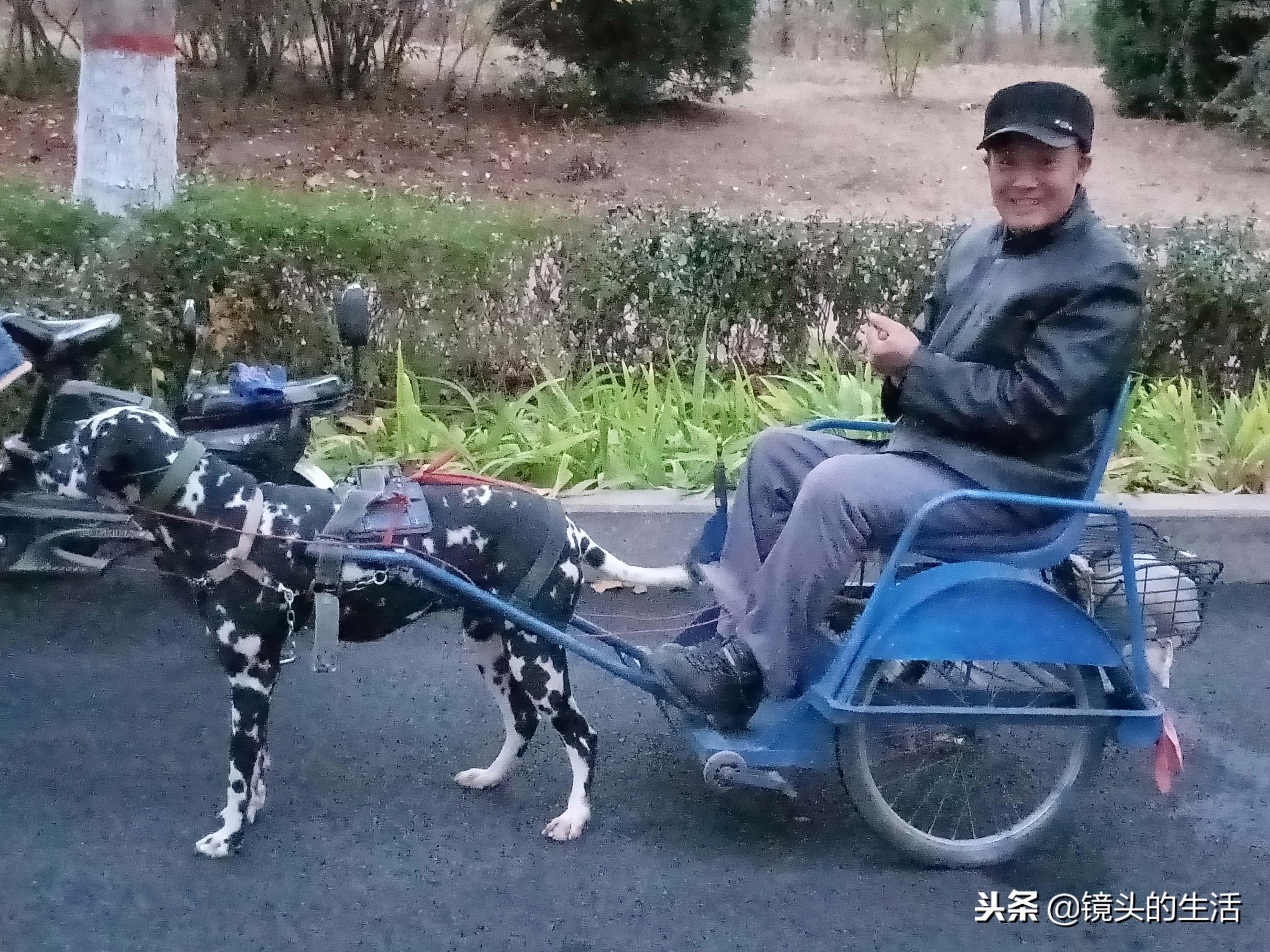 斑点犬多少钱一只价格