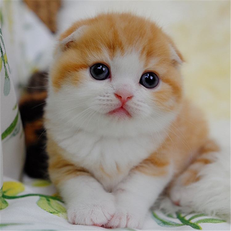 虎斑折耳猫能活多久