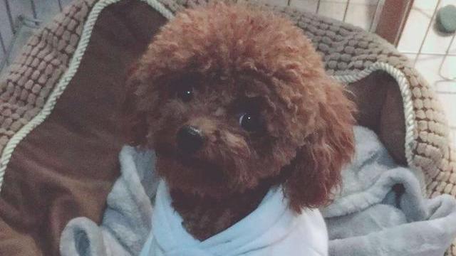 幼犬得了犬瘟能治好吗