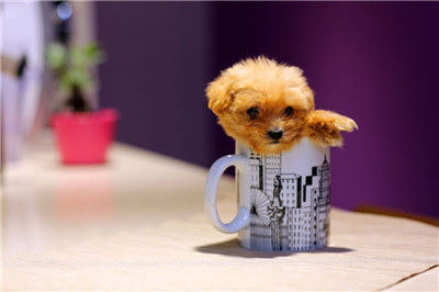 茶杯犬一般吃什么食物