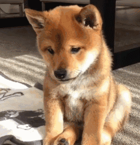 主人把柴犬打怕了怎么办