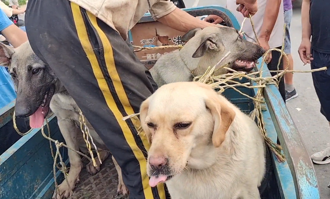 狼青犬图片及现在价格