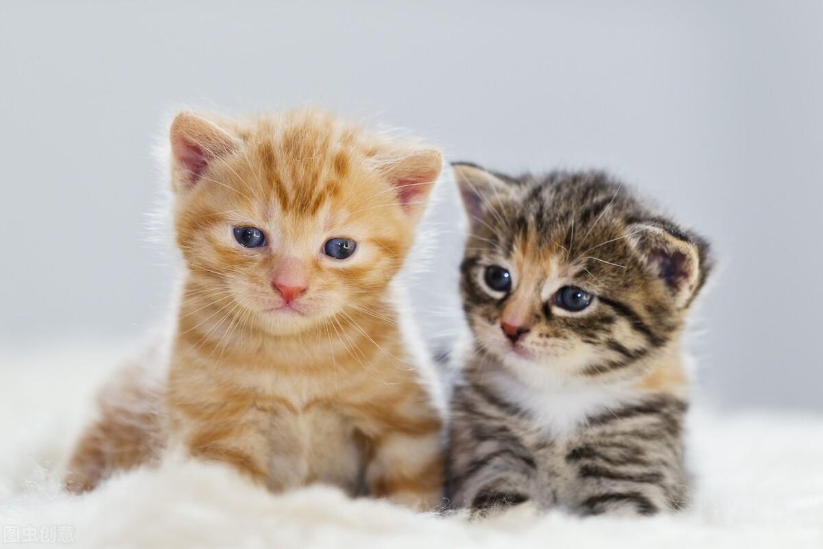 春节宠物寄养攻略