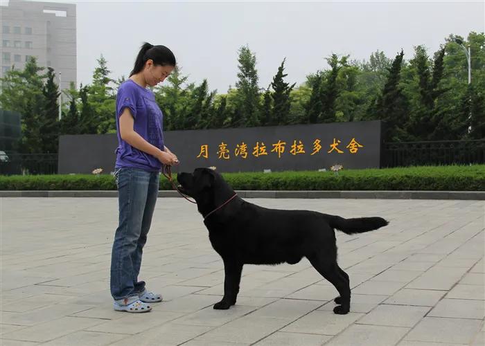拉布拉多犬舍