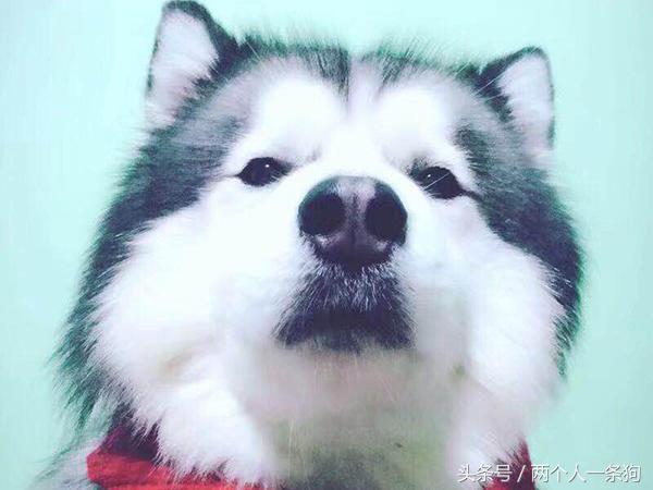 狗狗哈士奇图片