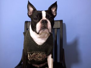 波士顿梗犬介绍