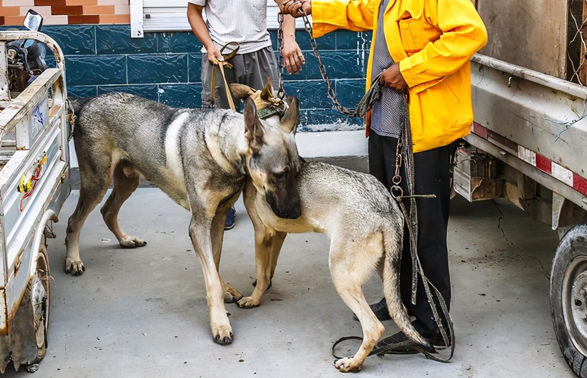 纯种狼青犬图片