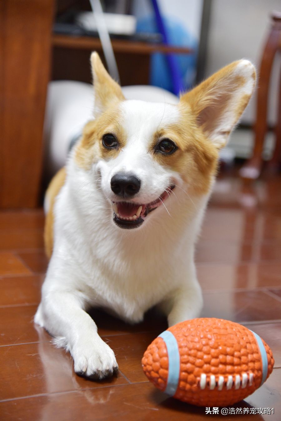 狗狗得了犬瘟会传染给人吗