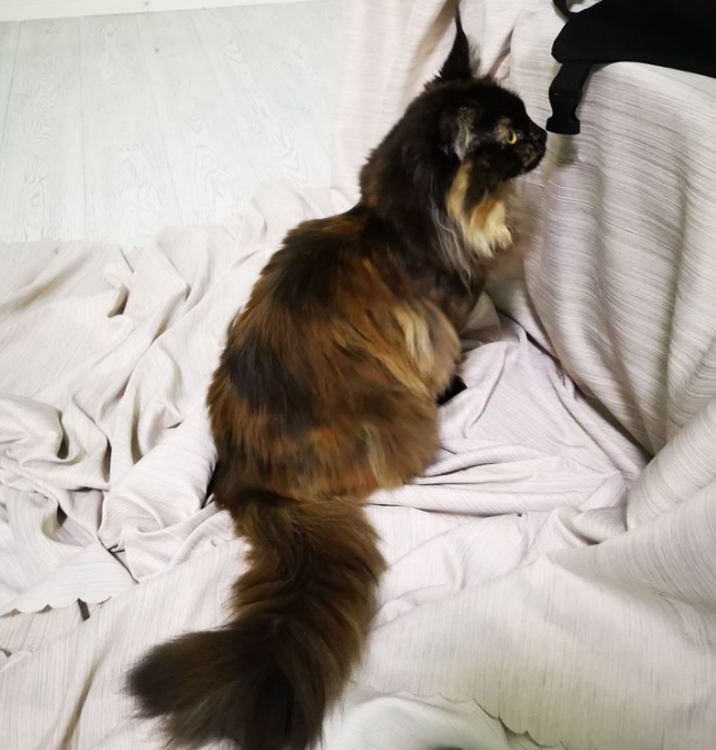 玳瑁猫能生出什么颜色