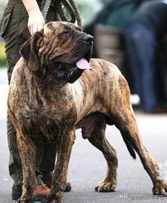 巴西菲勒犬性格怎么样