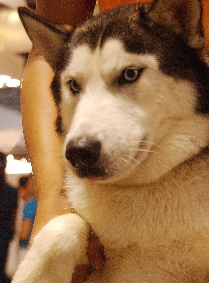 世界十大中型犬排名