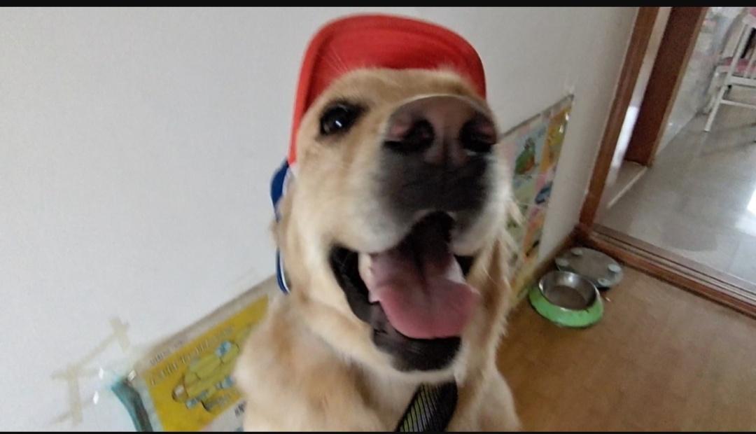 狗狗吃东西卡住了吐不出来怎么办