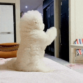 纯种比熊vs串串比熊哪个更值得养