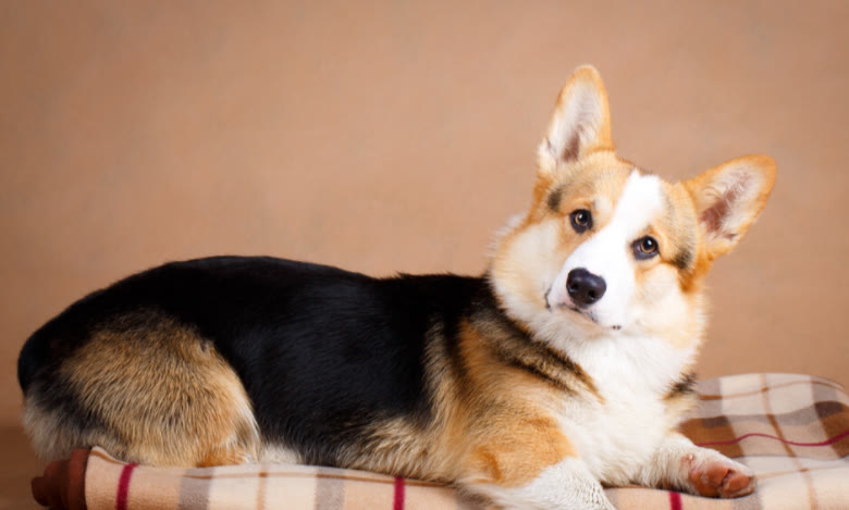 柯基多少钱一只