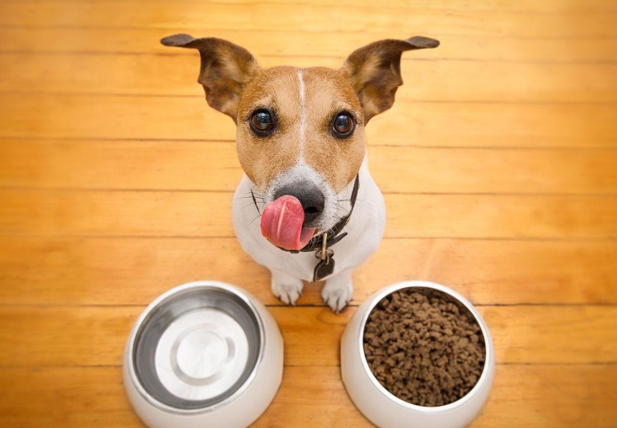 狗粮国内排名前十品牌