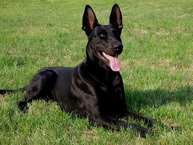 黑狼犬有什么优点和缺点