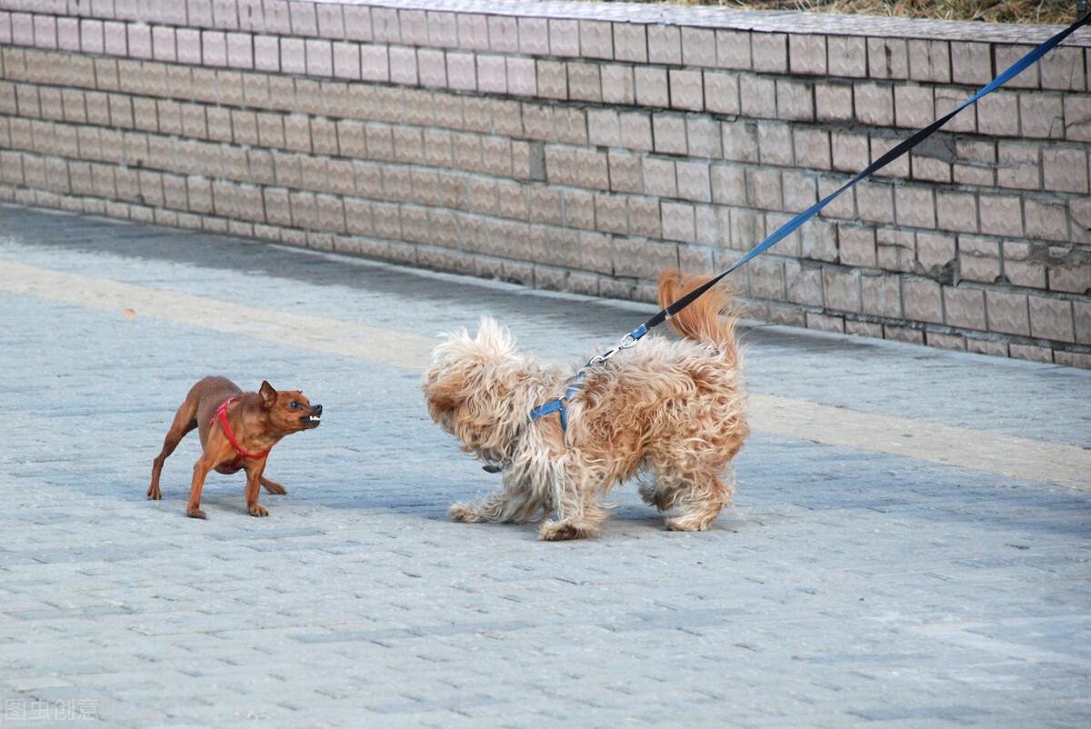 宠物狗被咬伤怎么办