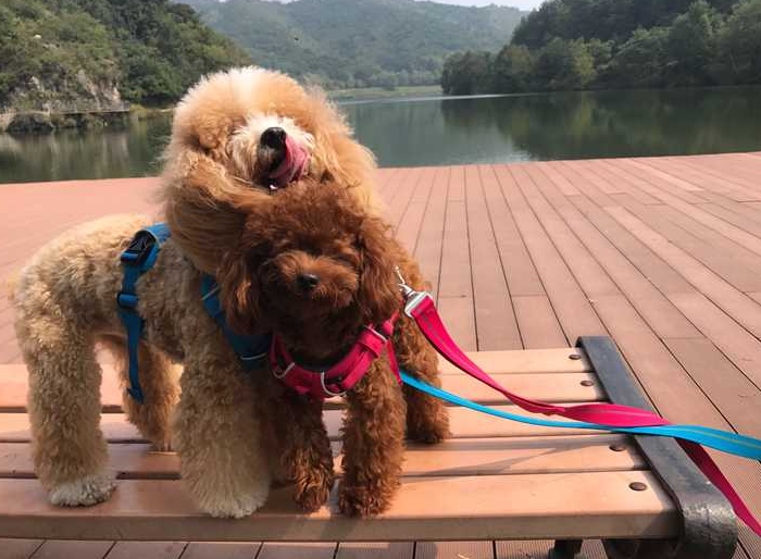 养宠物的利弊是什么