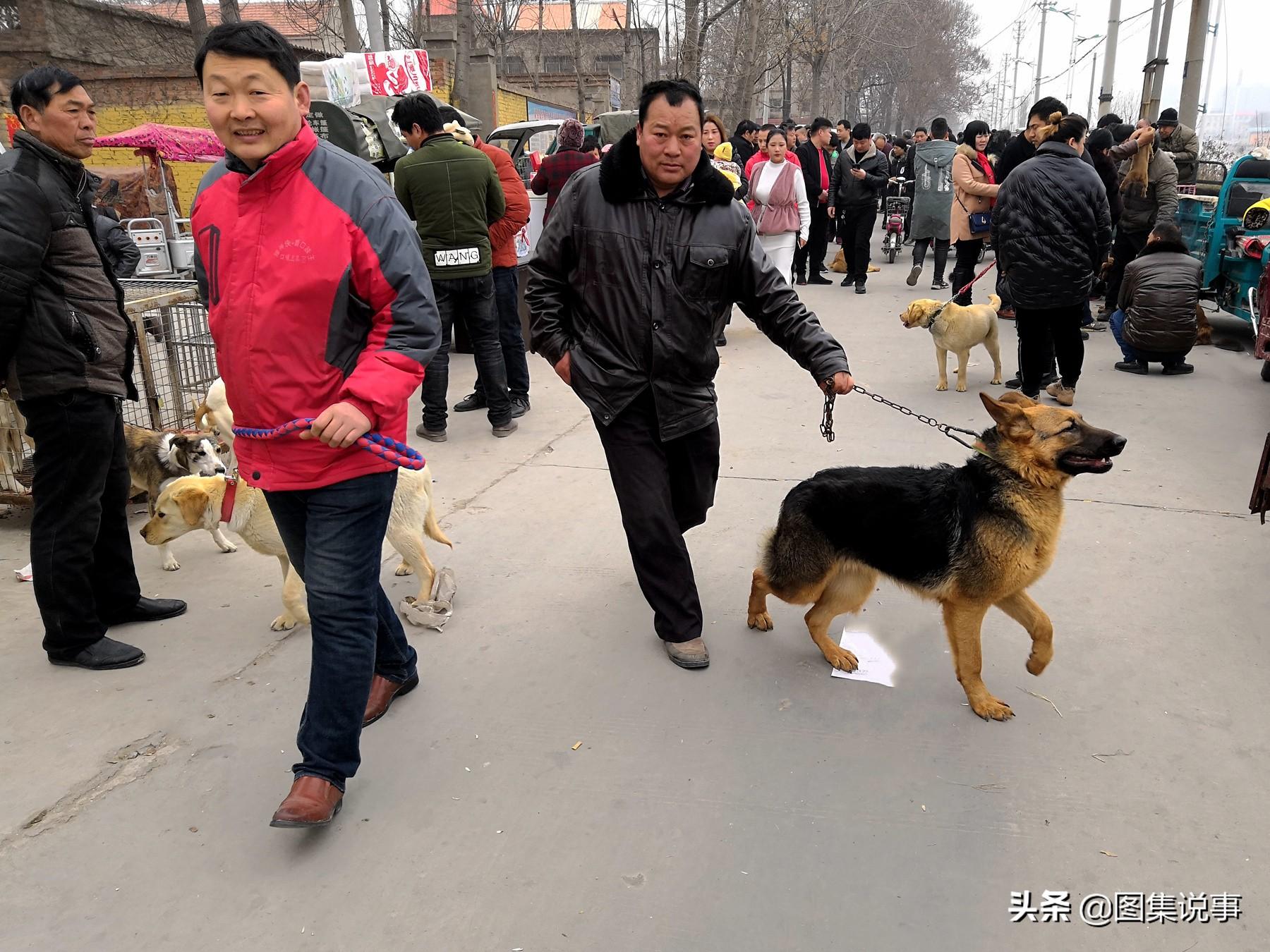 附近哪里有藏獒幼犬卖