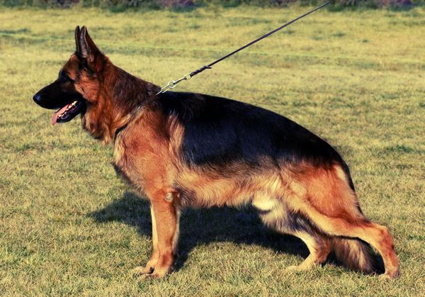 纯种德牧犬图片