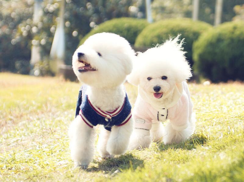 比熊每个月成长过程与特点