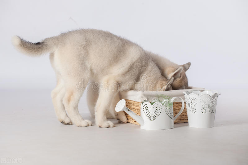 狗狗食欲不振怎么办