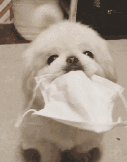 狗狗弃养送去哪里