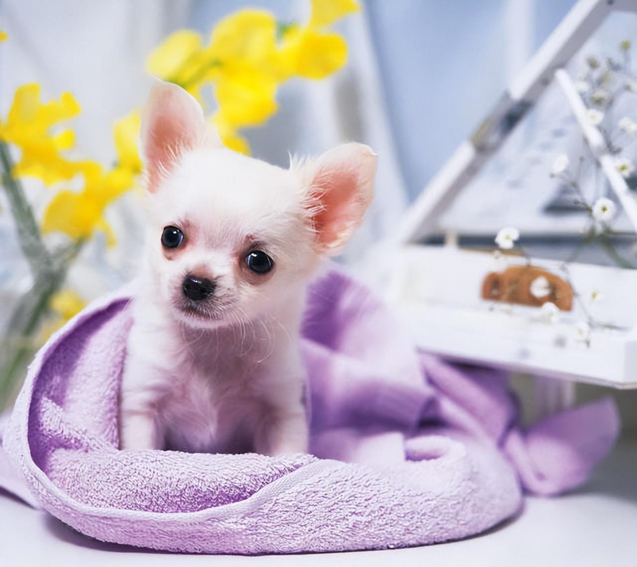 吉娃娃特别瘦怎么办