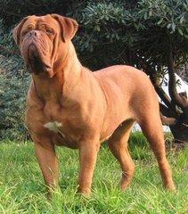 法国獒犬波尔多的价位是多少