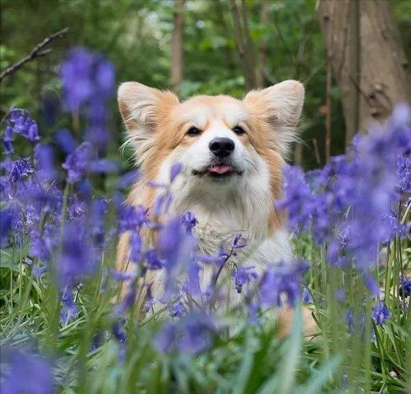 狗狗和鲜花的文案