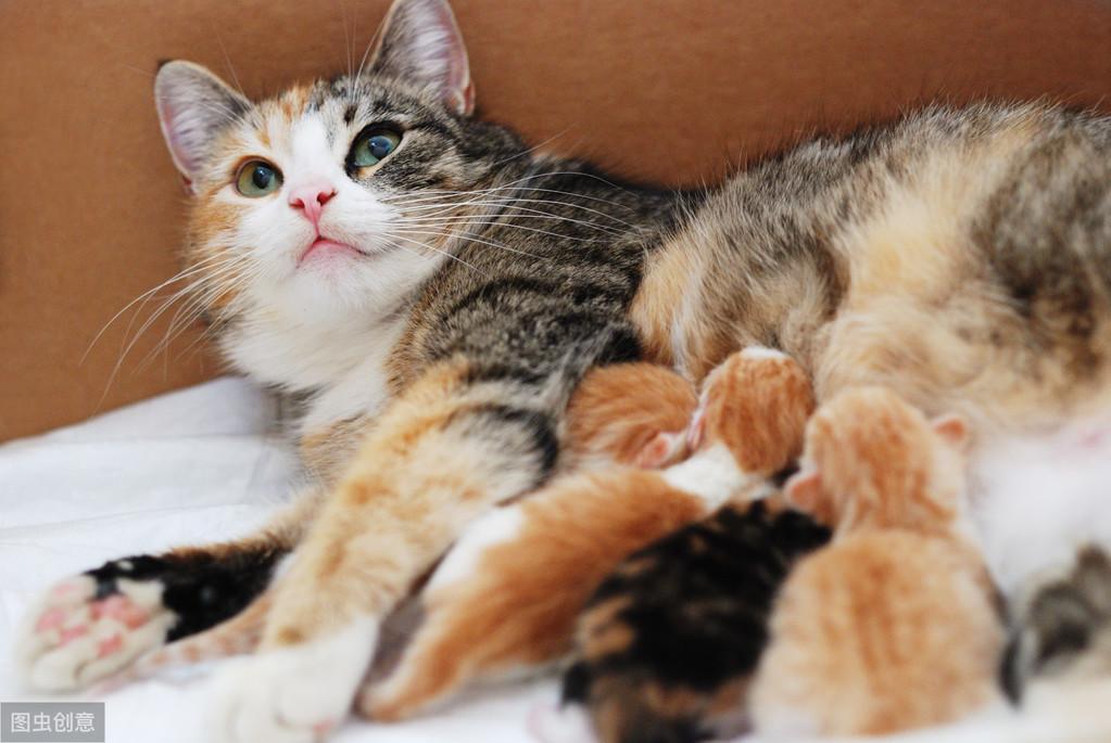 猫咪生孩子要注意什么