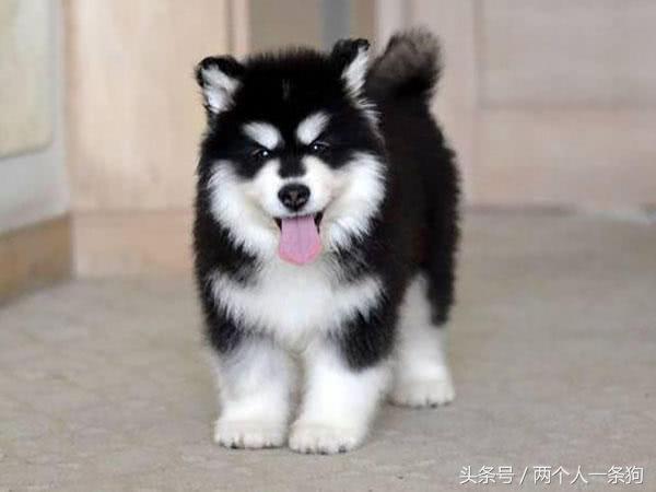 阿拉斯加狗狗好养吗