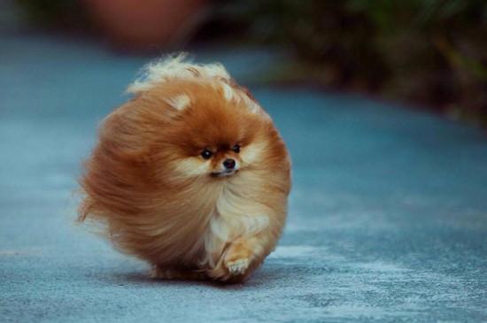 为什么说博美不好养