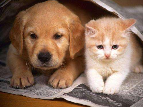 狗狗可以吃猫粮吗