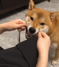 狗没有哪种味觉会怎么样