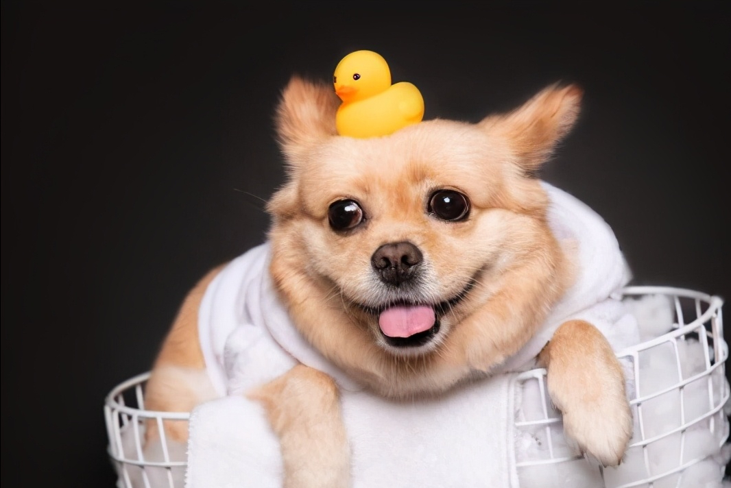 中华田园犬在哪买