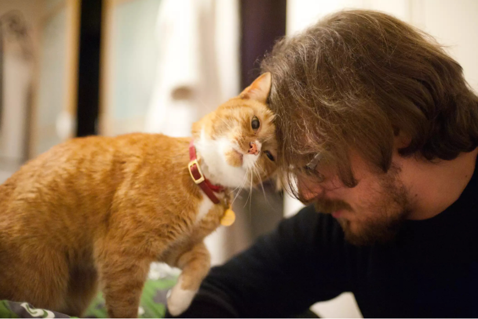 猫咪为什么会发出咕噜咕噜的声音