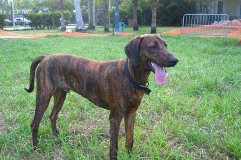 普罗特猎犬多少钱一只