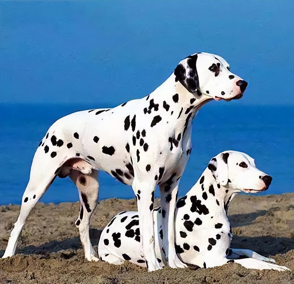 宠物犬养什么比较好