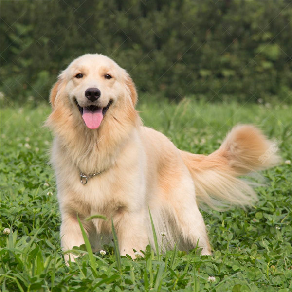 金毛小狗怎么训练