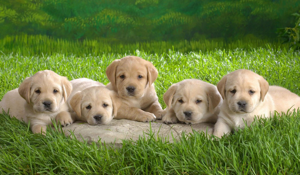 怎么给狗狗起名字大全