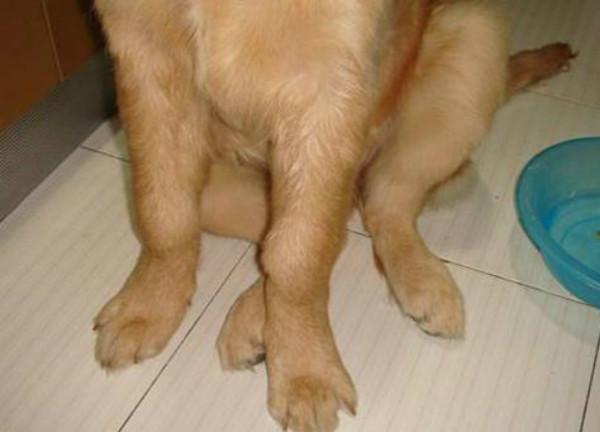 狗狗后腿外八怎么纠正