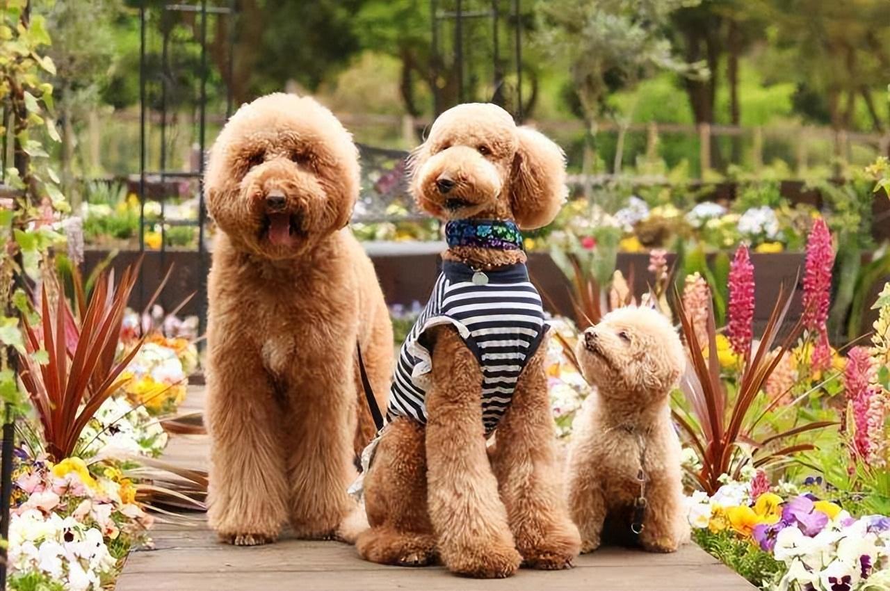 巨贵犬多少钱一只